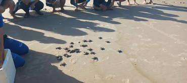 tartaruga 3.jpg tartaruga 3.jpg