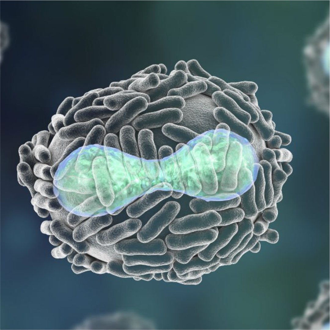 pox virus.png