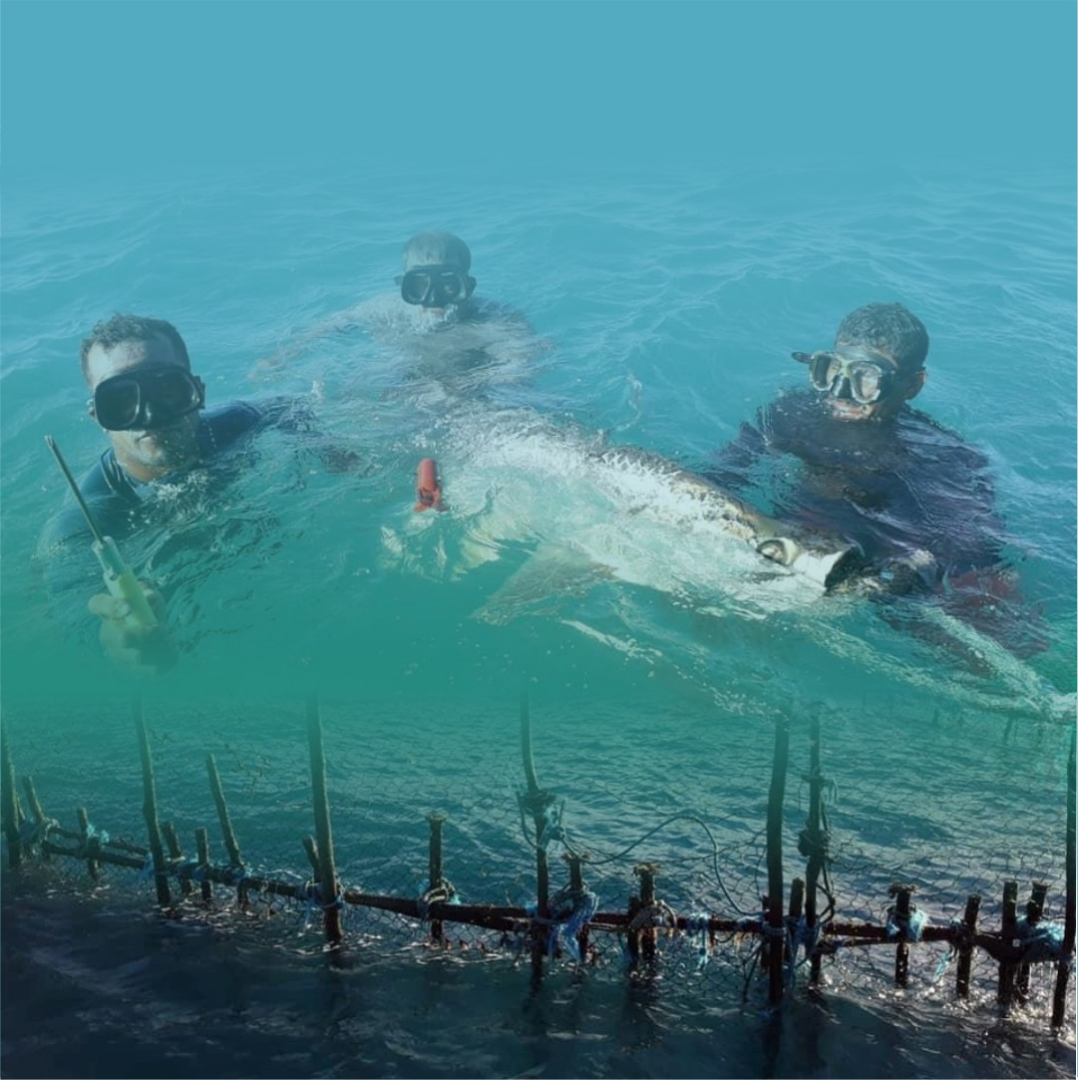 peixe.png 04.png