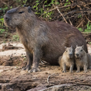 capivara.png